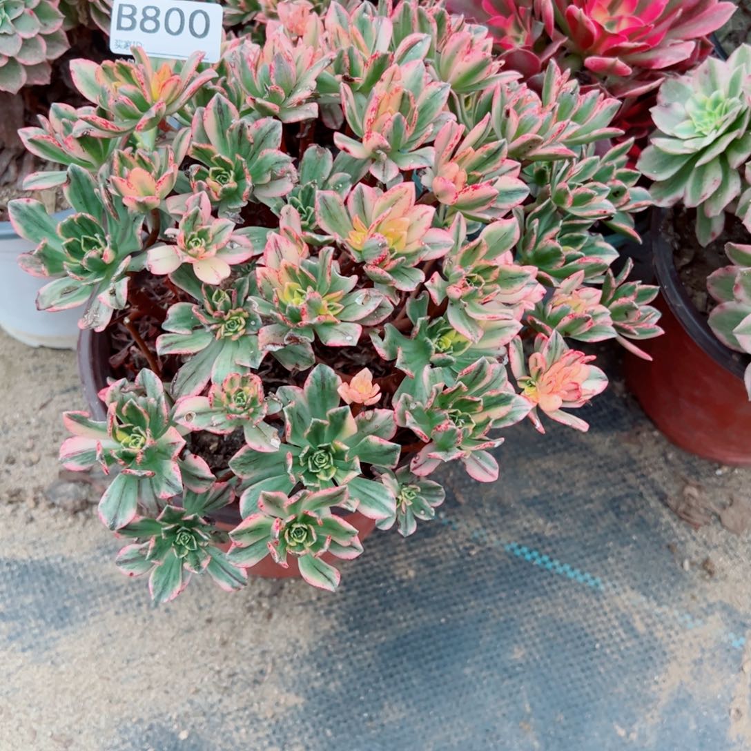 800甜茶多肉植物法师