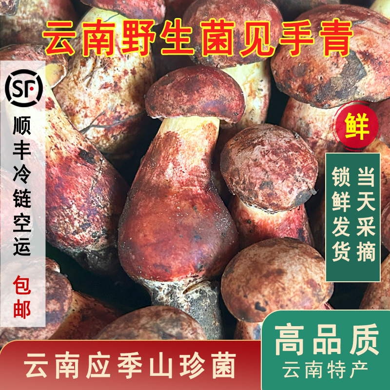 【野生新鲜见手青】云南野生菌应季红葱新鲜野生菌顺丰冷链包邮
