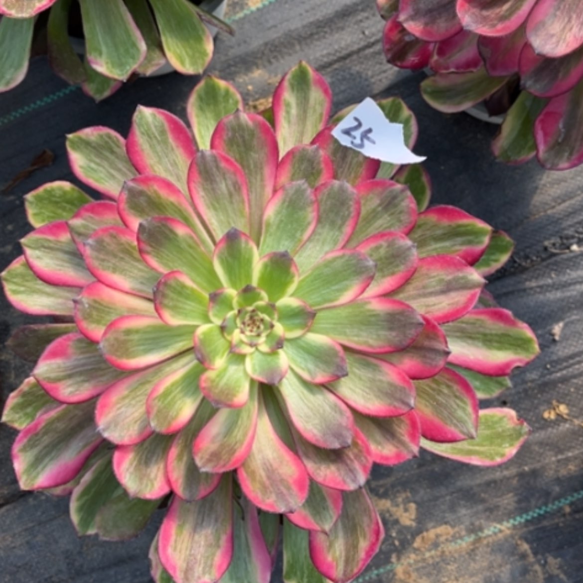 【闪购商品】25烟花多肉法师