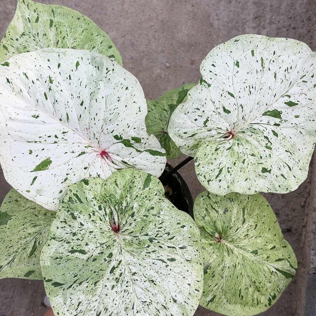605-0122薄荷糖彩叶芋泰国发货