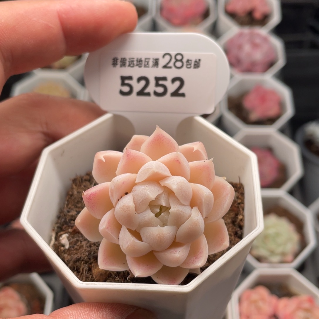 白月影5252-4.5厘米