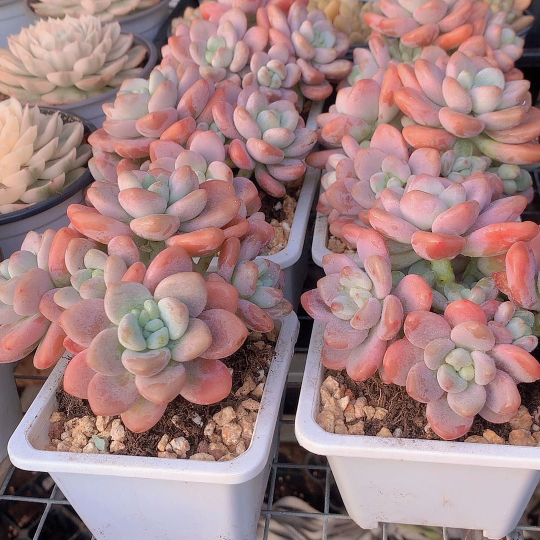 两颗洛神456789990000