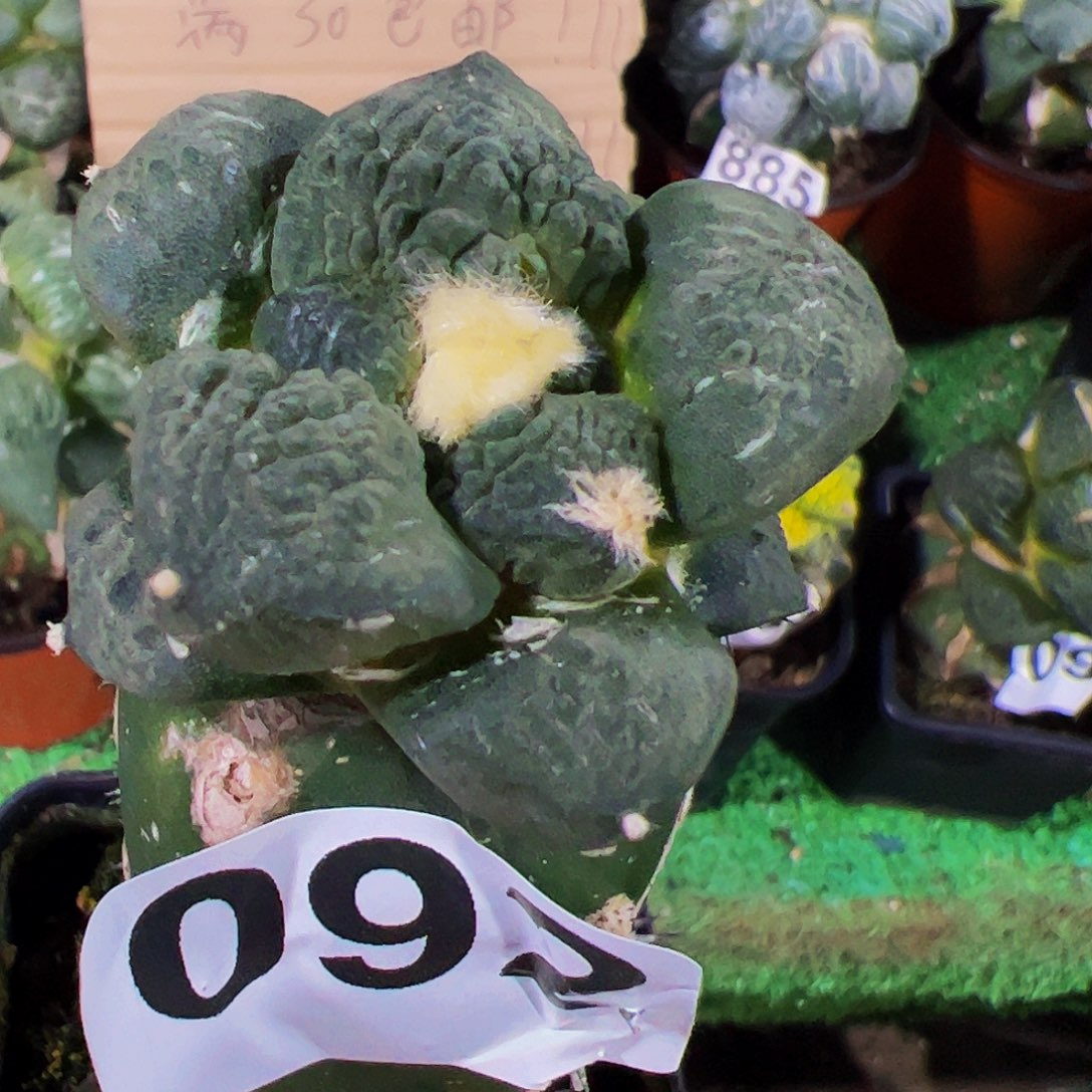 无花朵大尤连山牡丹苗092