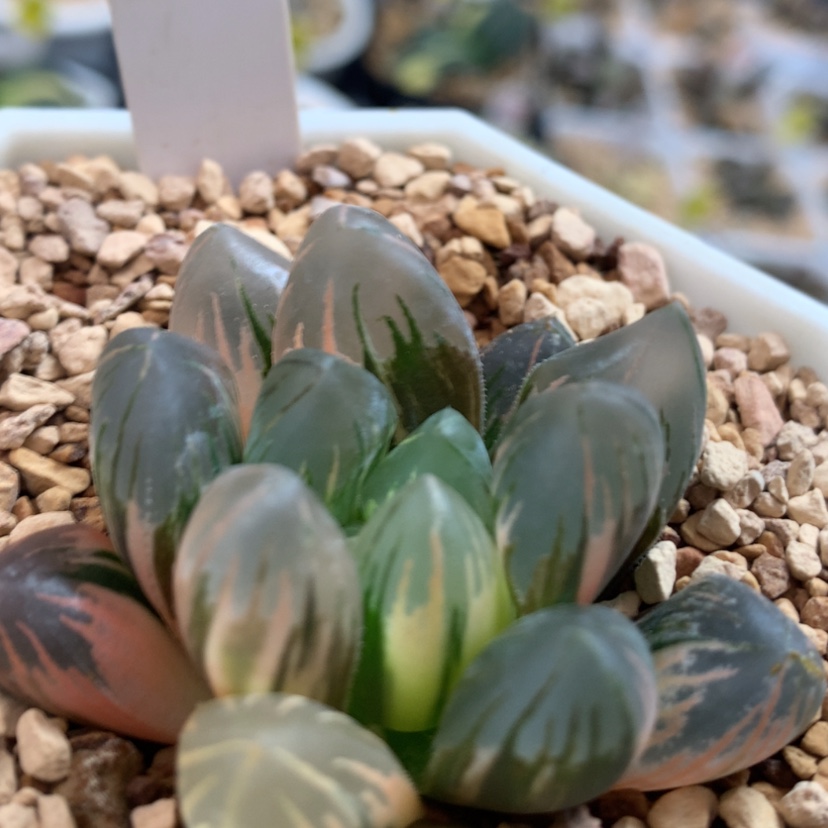 【闪购商品】253黑葡萄