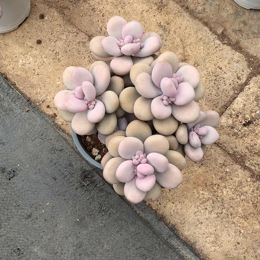 圆叶桃蛋一物一拍