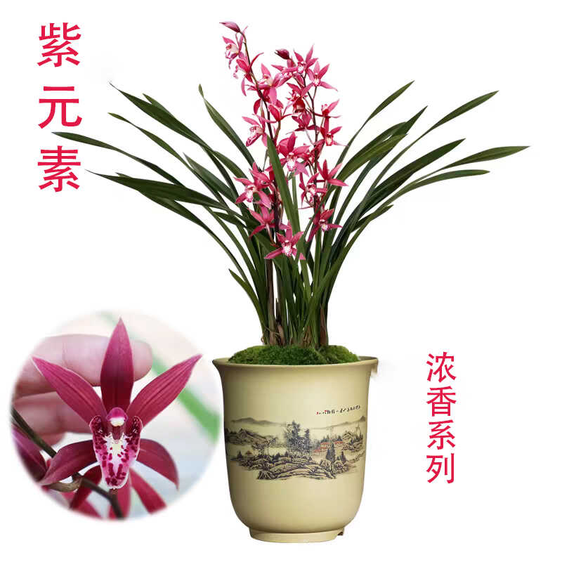 建兰名品【紫元素】浓香型国兰室内书桌面绿植兰花草花卉好养易活