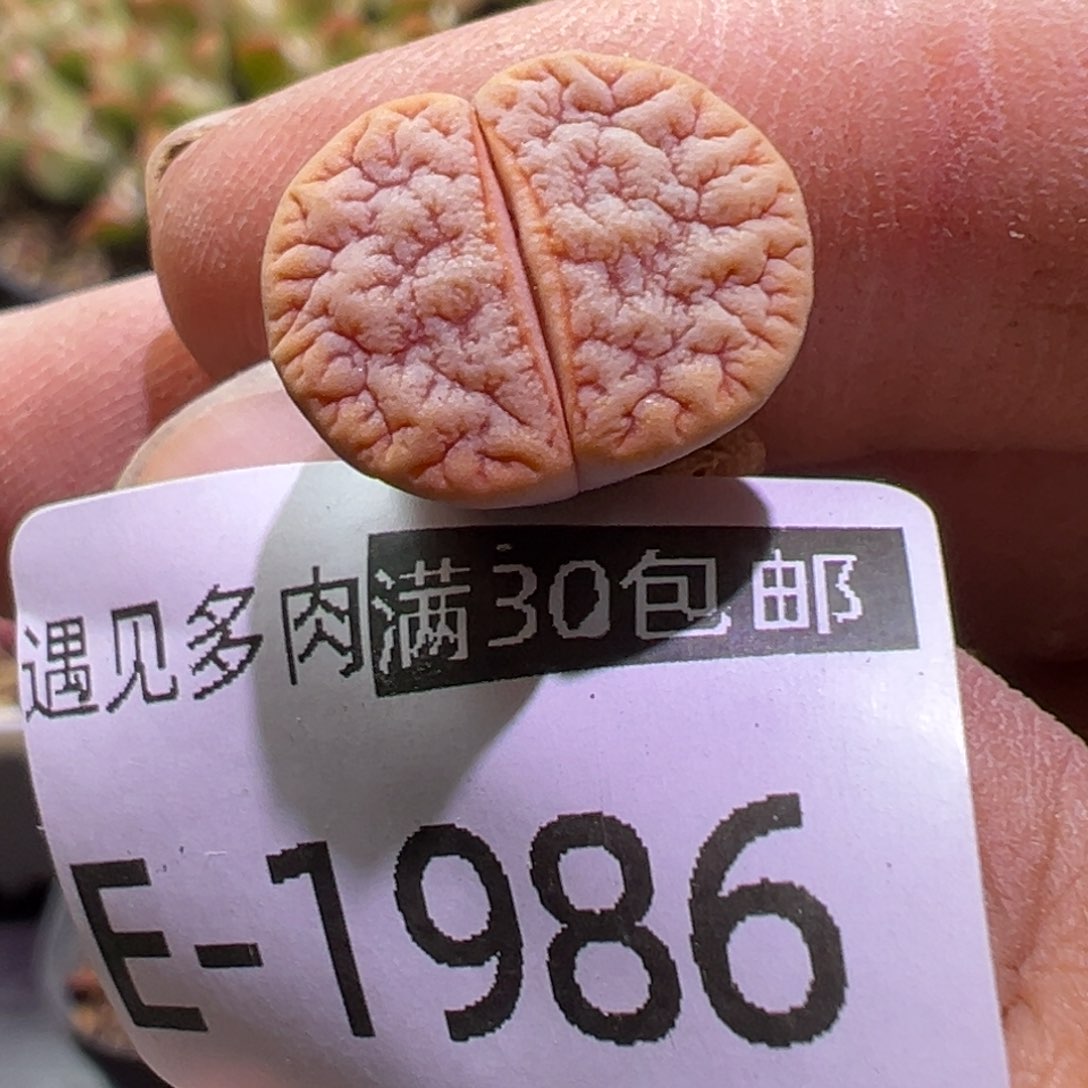 多肉植物1111111111111111