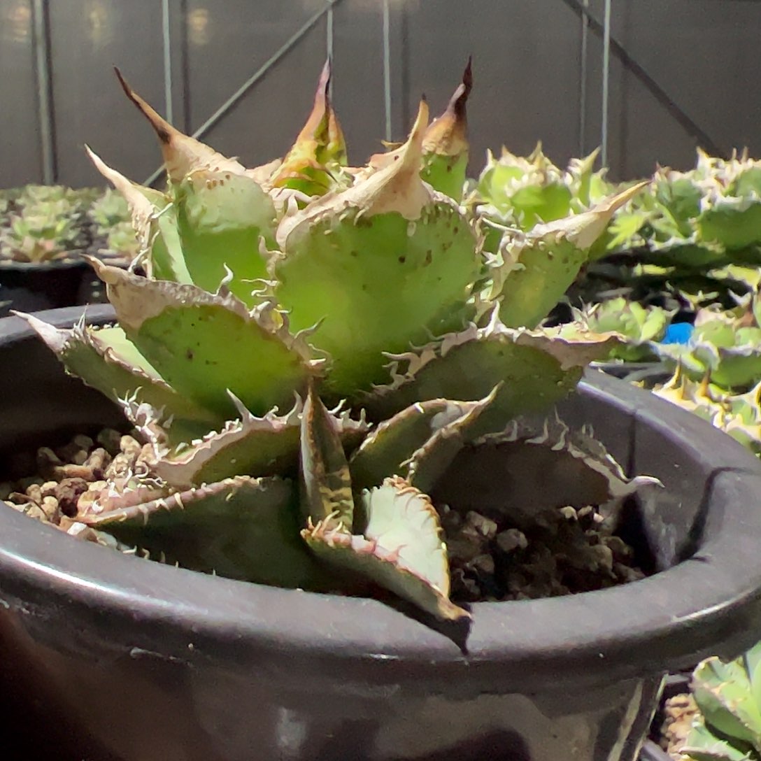 龙舌兰背刺特价苗