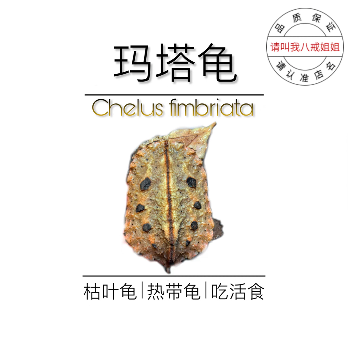 八戒姐姐玛塔龟枯叶树叶龟黑玛塔马塔伪装龟直播选龟