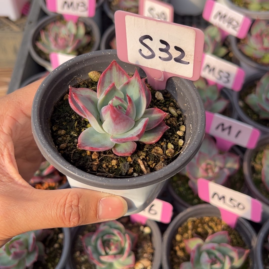 哈****㍿S32惊鸿单头多肉