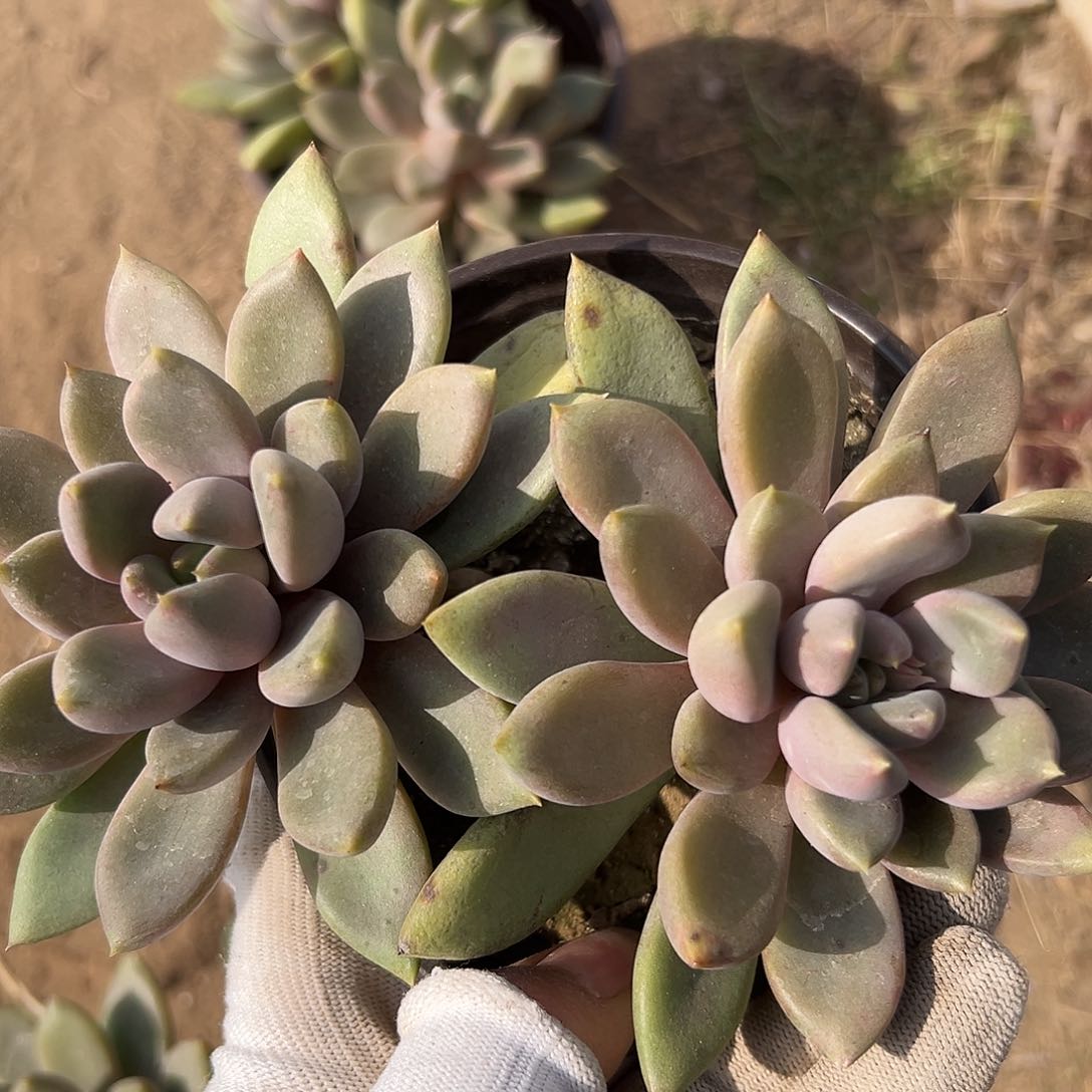 多黄金香牙肉亩中央音乐学院