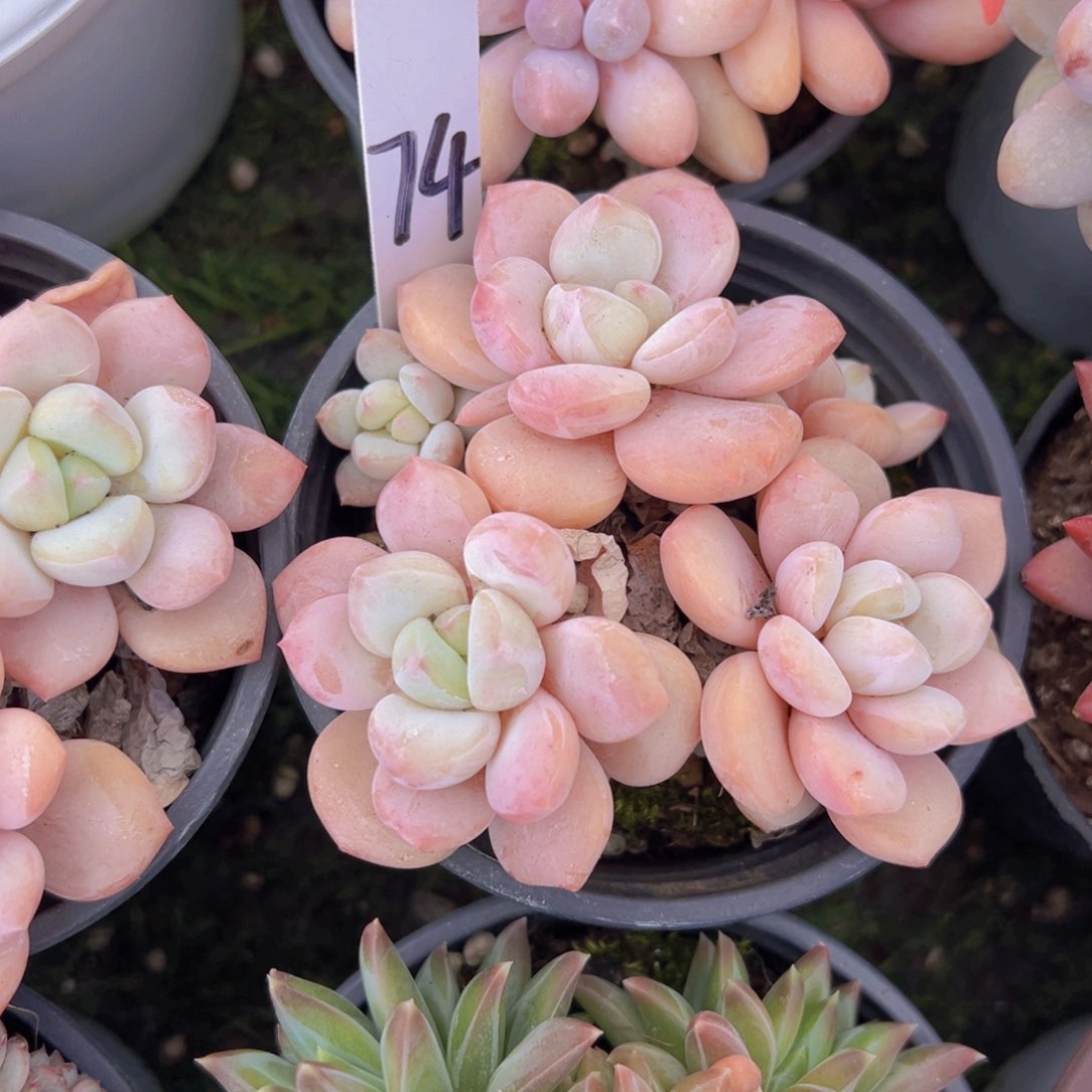 香玉的故事是一个人的故事