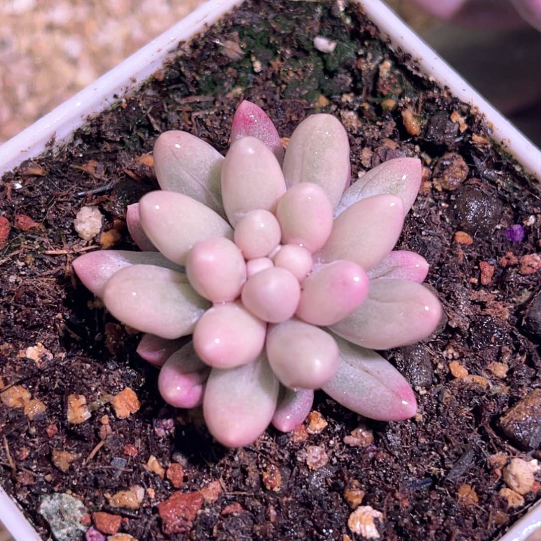 多肉特价婴儿手指锦