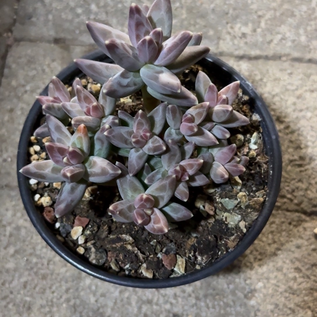 凤羽11111111111111111111