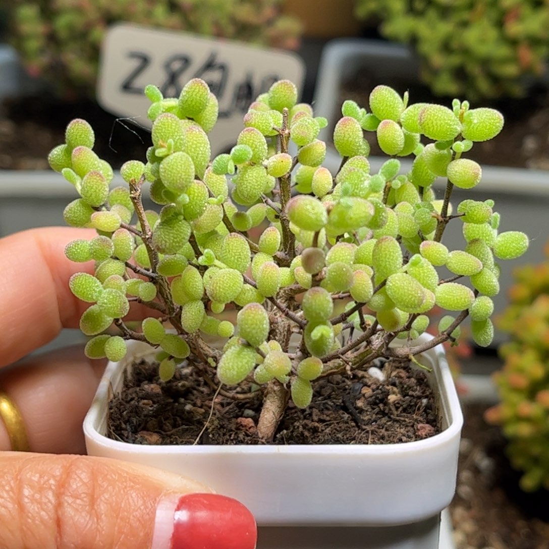 21实生糖球优选枝干