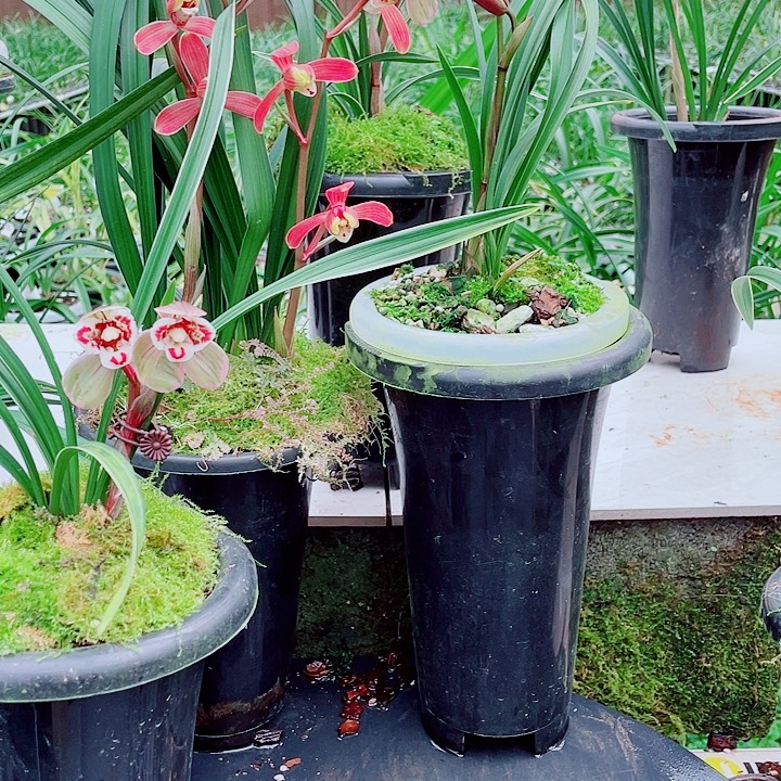 契***丹完全开放一物一漂亮