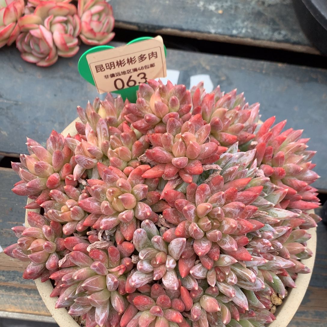 炫彩星老桩无砍063