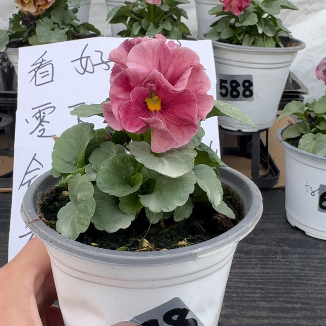 全部花朵698号玛丽林