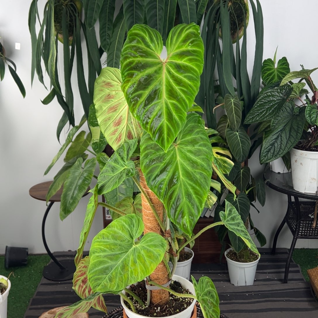 完全开放双株上柱南美荧光