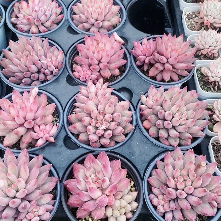 虞美人15.8一盆8888888