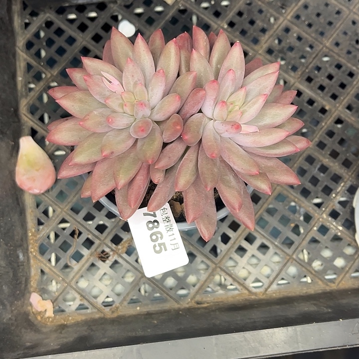 阿雅园艺。         7865