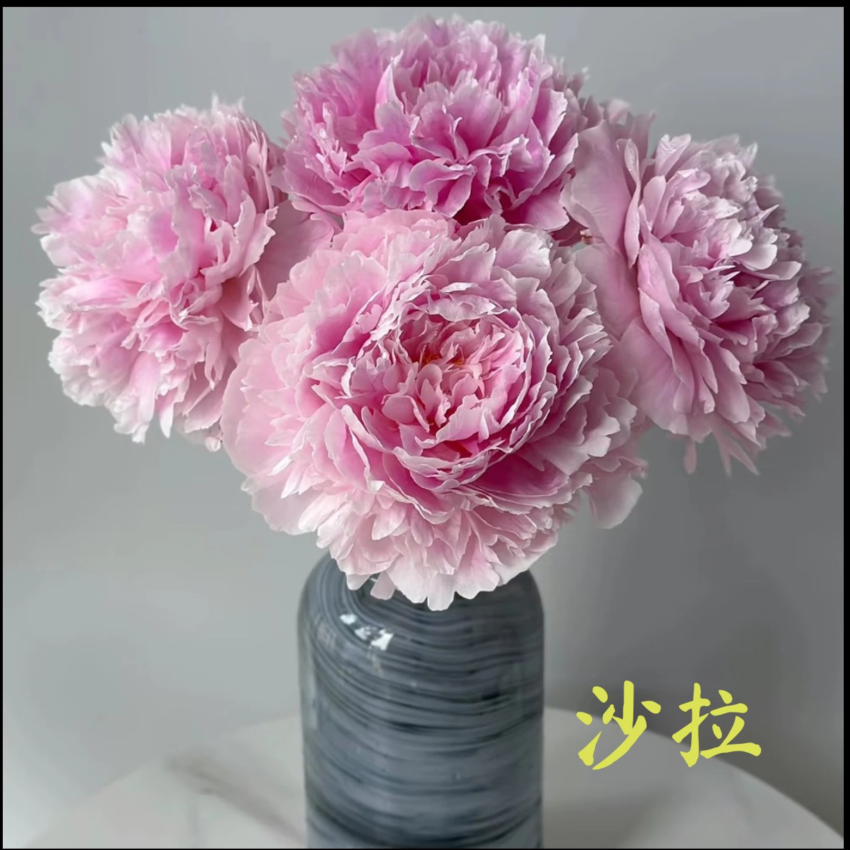 莎拉优选进口观赏芍药花苗带根块多年生正宗重瓣大花庭院盆栽芍药