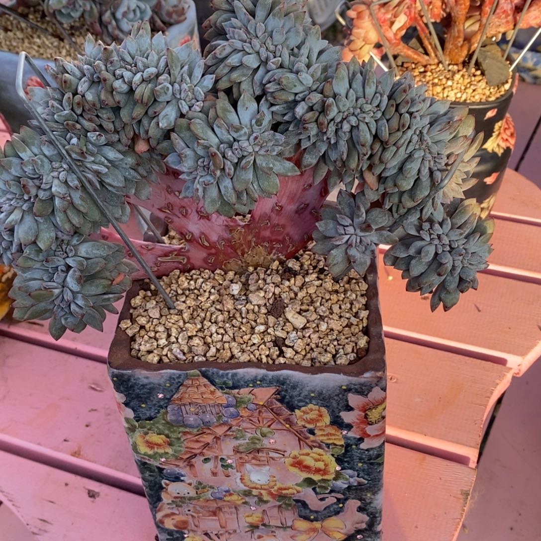 *****小虎多肉一物一拍