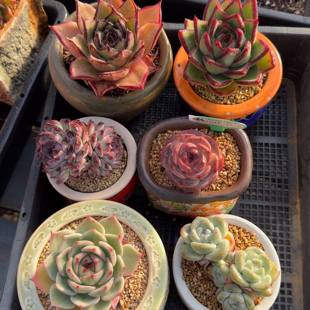 从前慢多肉精选编号1231.25