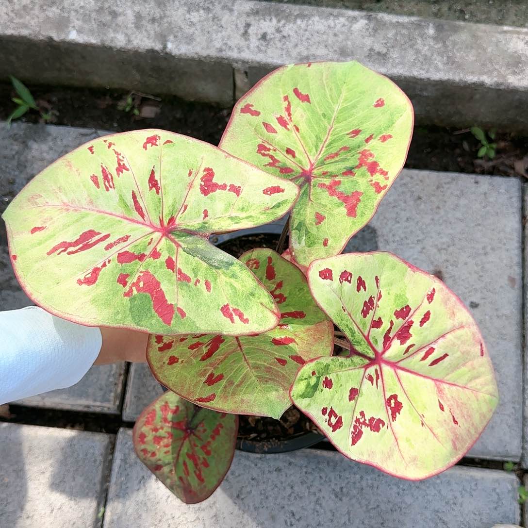 泰国彩叶芋19-0122 古代宝贝