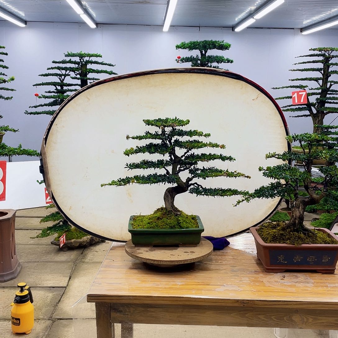 无花朵盆景直播间一物一拍