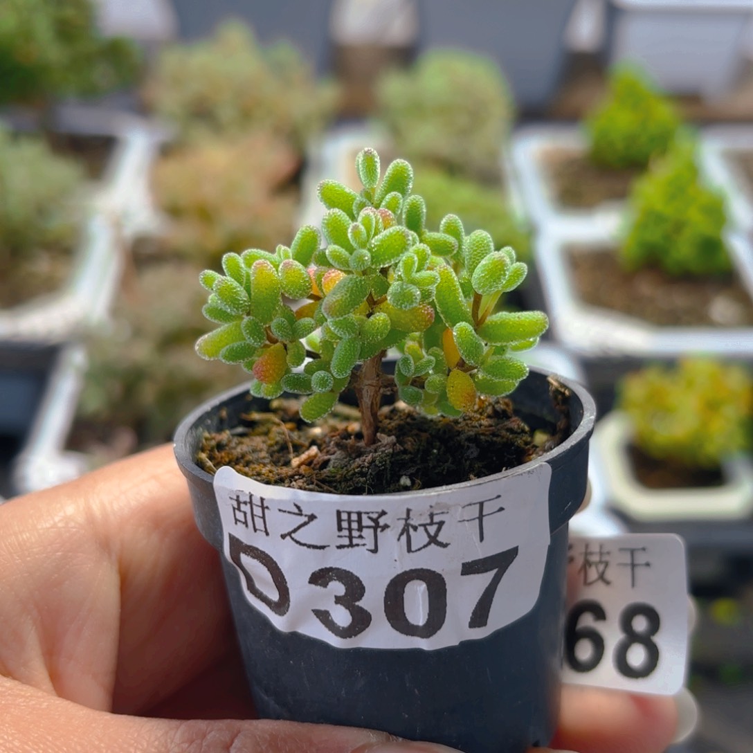 实生蜜叶糖球307。