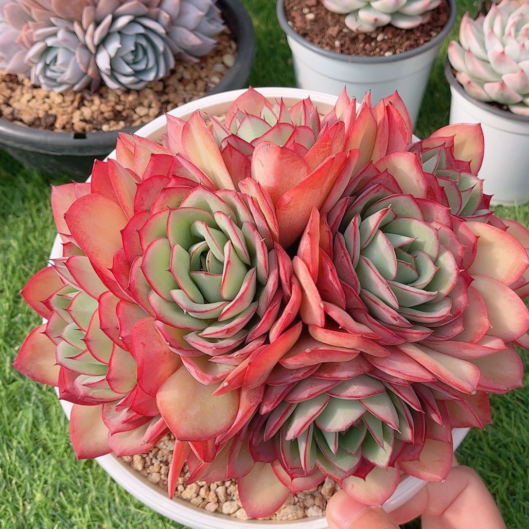 韩版牡丹亭精品多肉