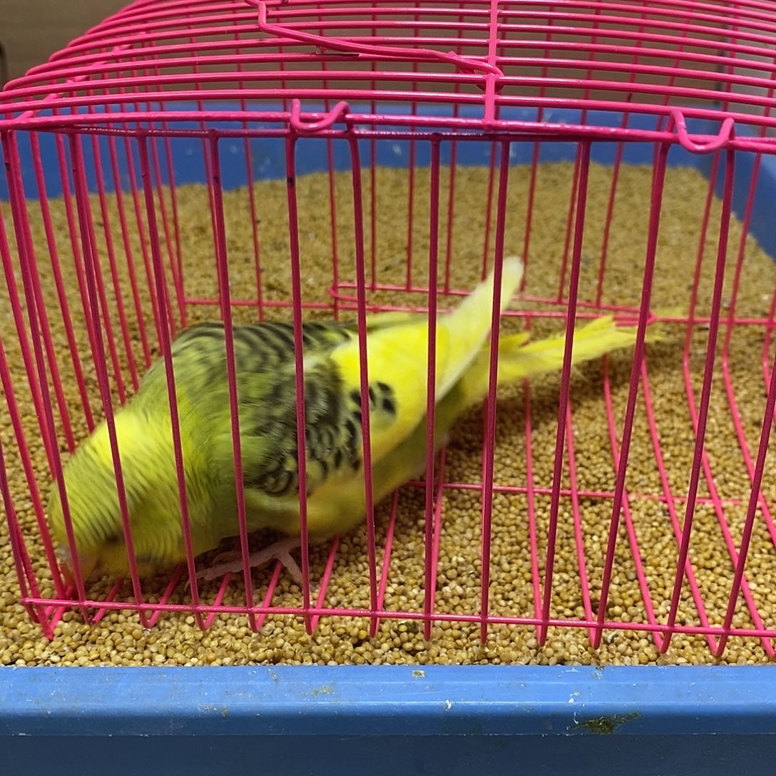 虎皮鹦鹉大头虎皮