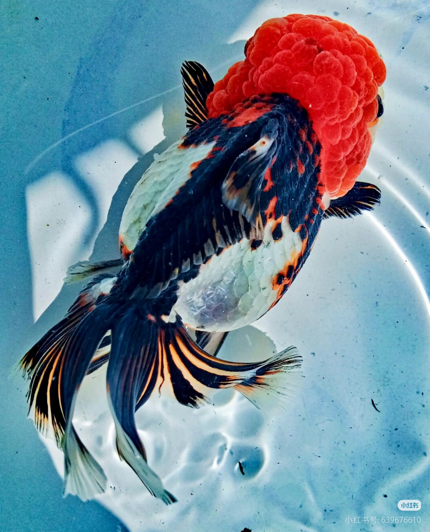 二条兰寿花型随机发 看清楚下单