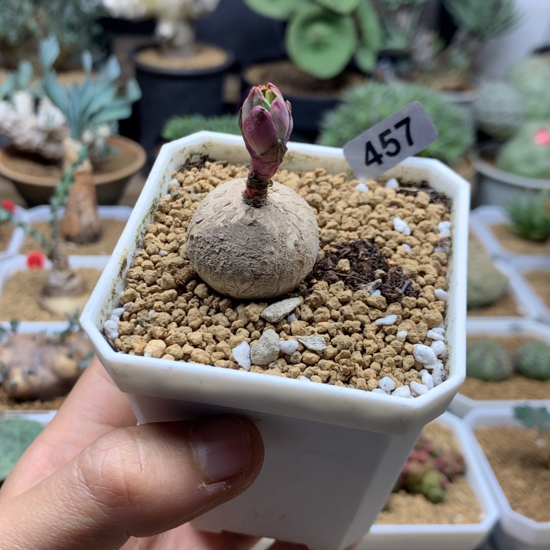 一***李玫瑰大戟带保温箱