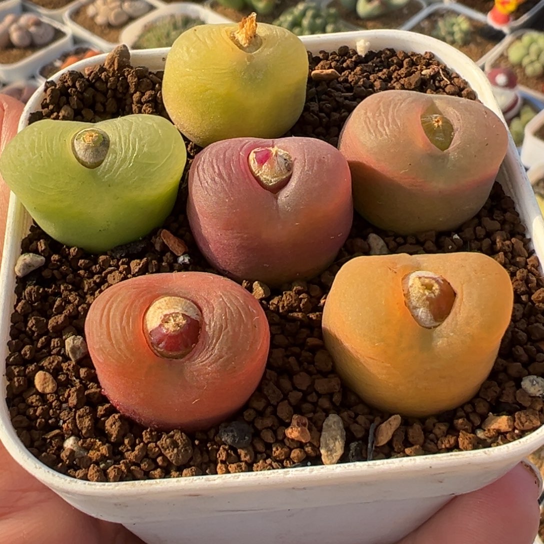 852多肉植物种类和