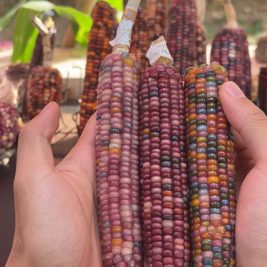 还***斤吊坠柏香籽/百香籽