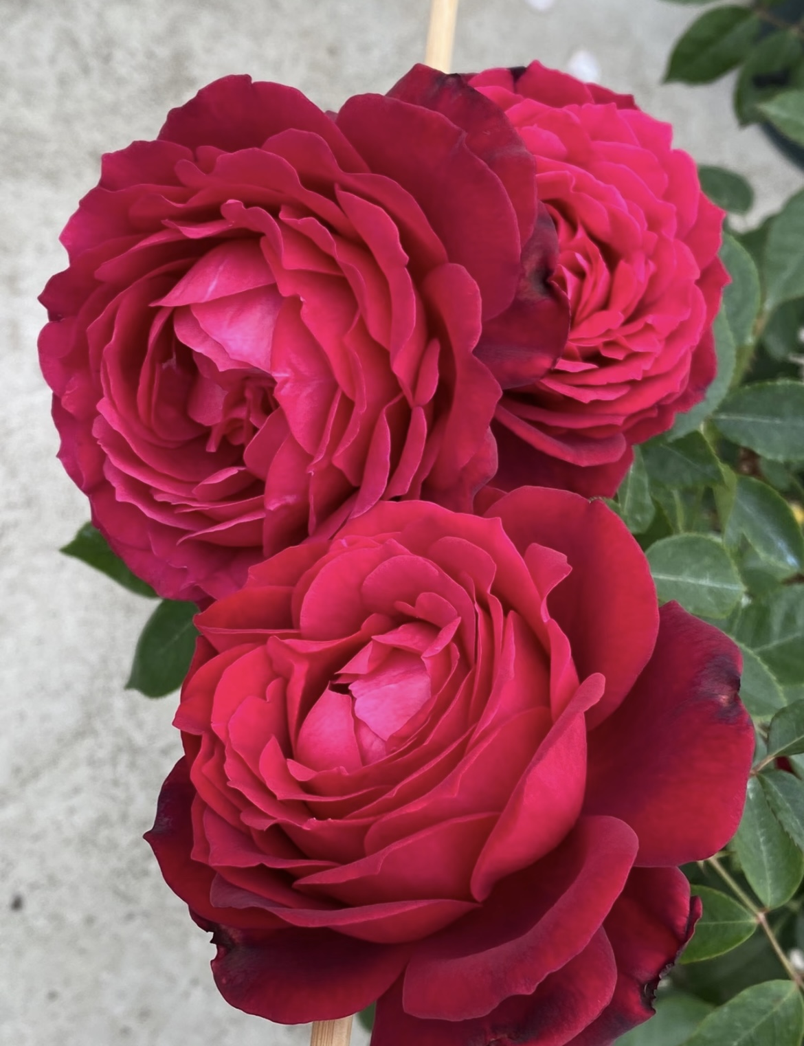 【詹尼斯】独颗 红色浓香大花月季