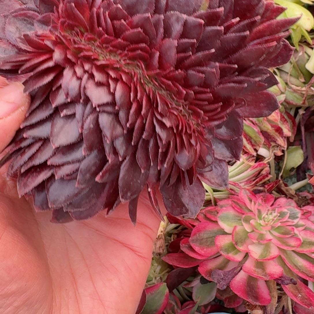 嗯8621 号多肉法师特价没有根