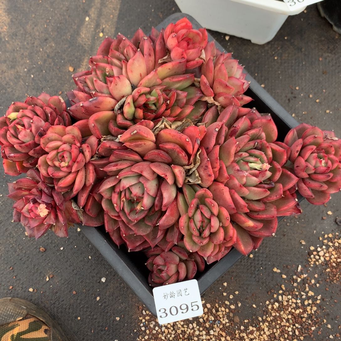 3095杂交精品基地23厘米