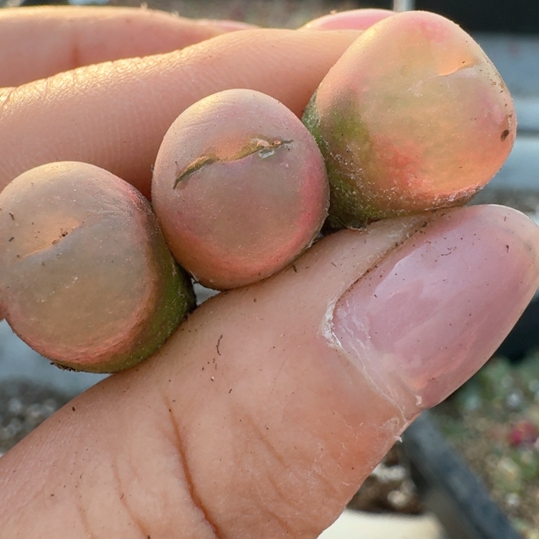 349三颗冰魄毛汉尼0000