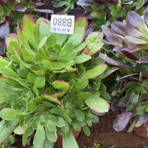 880柠檬玫瑰不包断枝