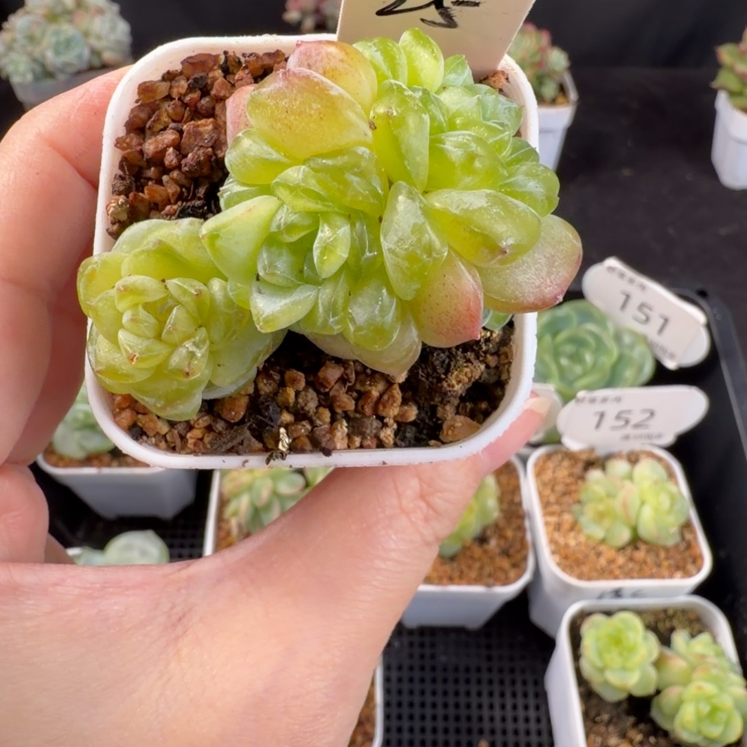 西***西西米西一颗m292四头群