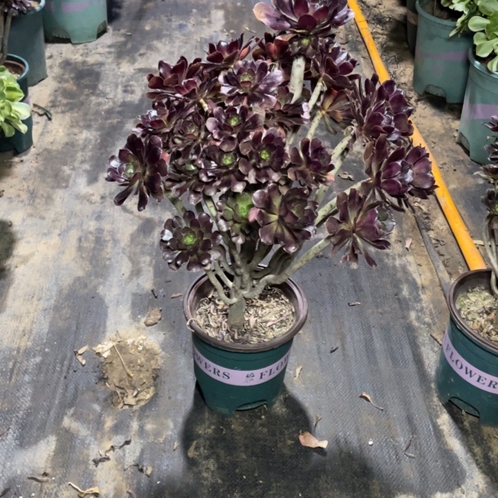 10黑法师多肉植物多肉多肉