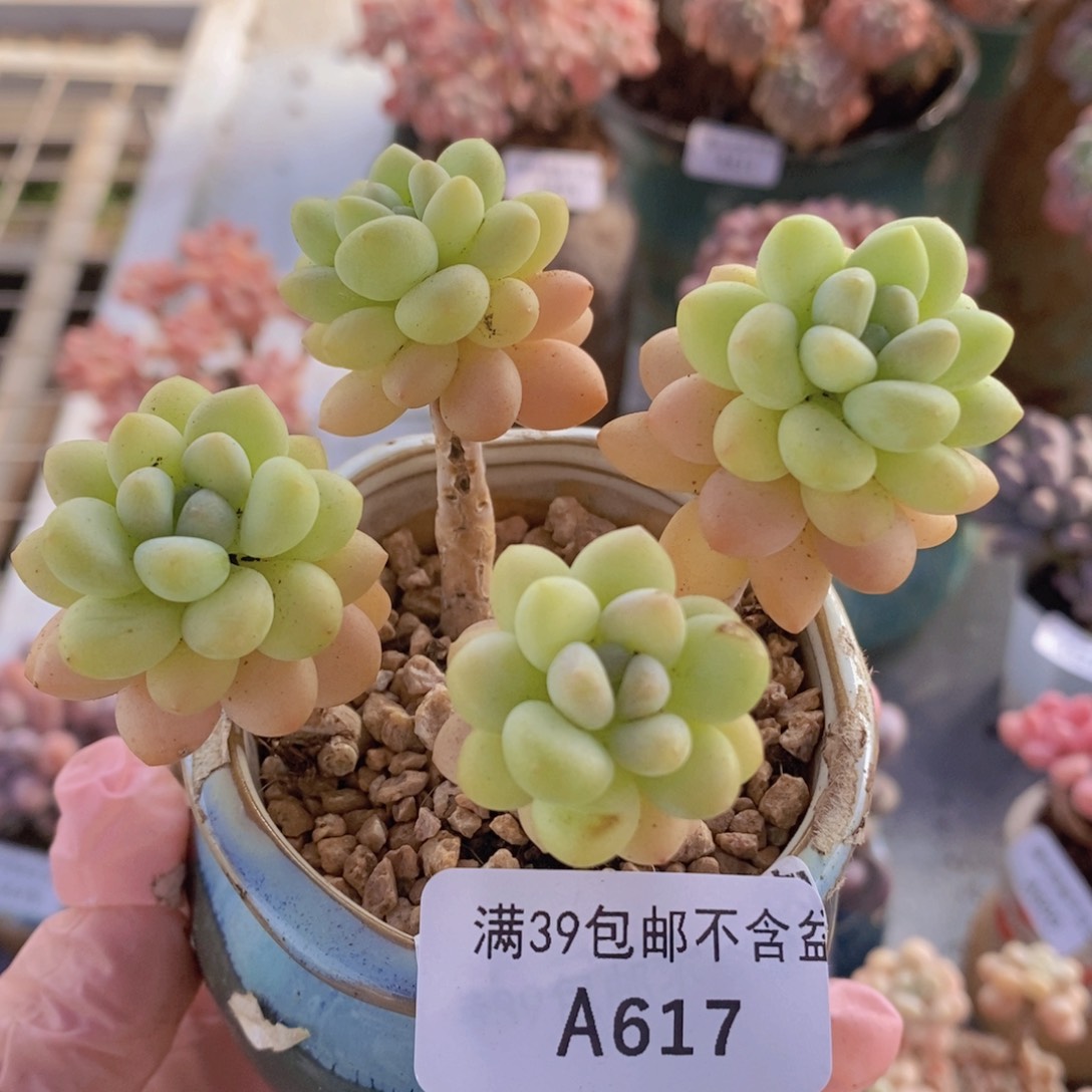 洛可可7cm617多肉植物