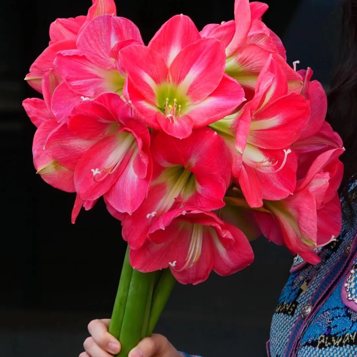 好望角）朱顶红种球