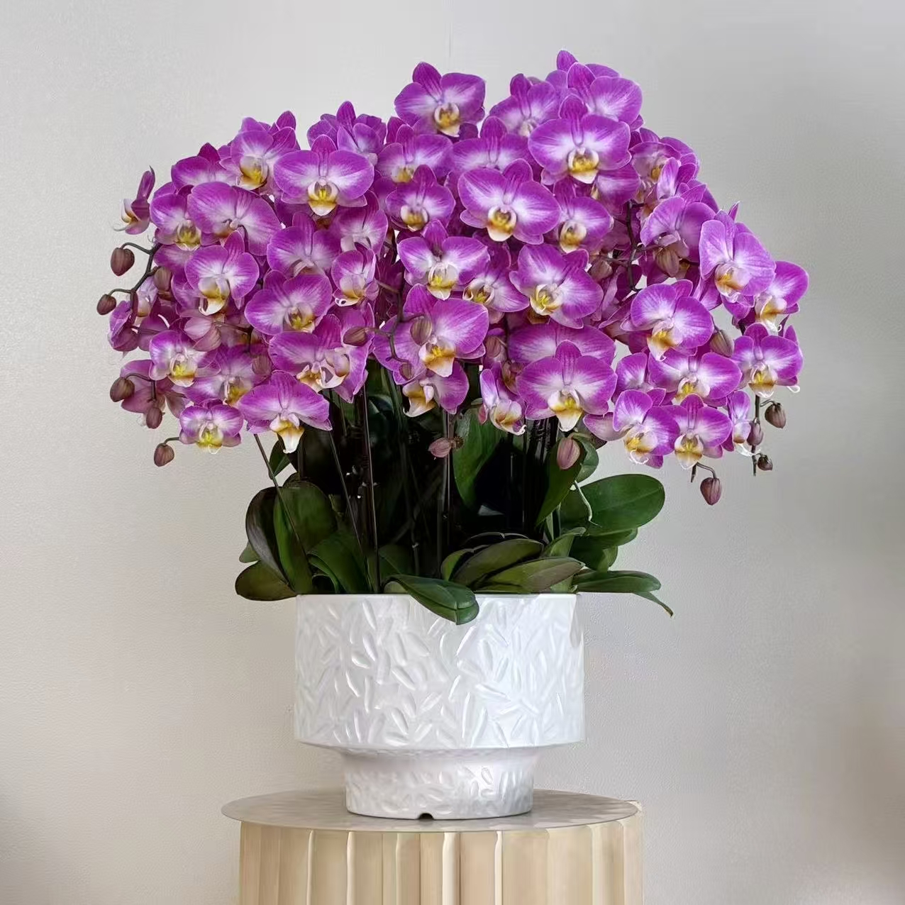 蝴蝶兰【雪山飞狐】 大花型 好养耐养 欧品花 送人送礼 基地直发