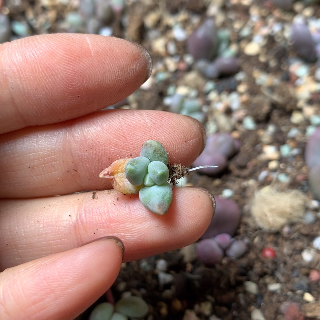 哇****哈狗和后给哥哥哈哈哈哈