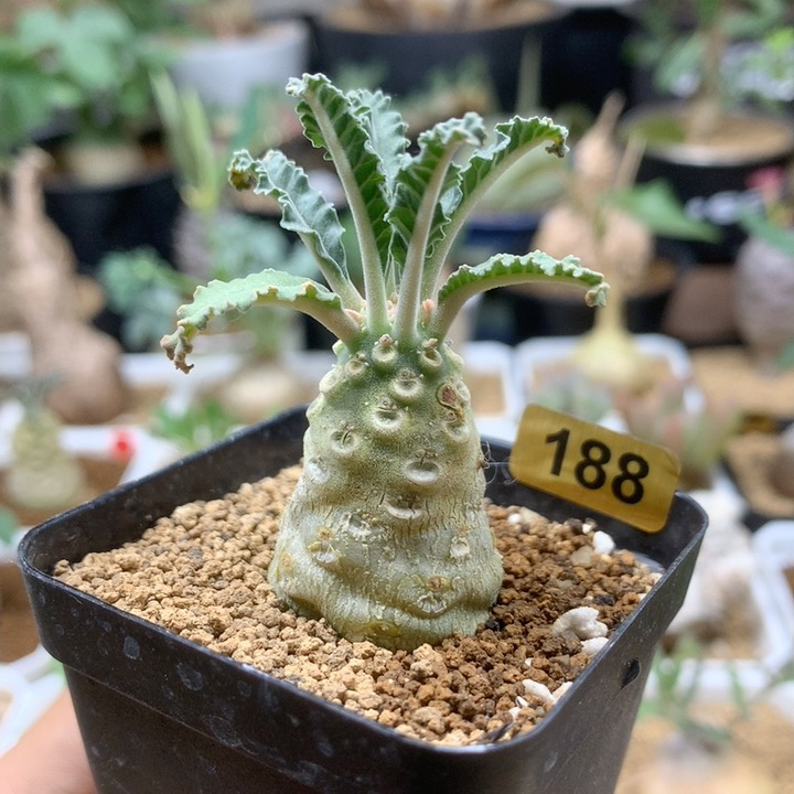 椰子琉桑母本带盆188