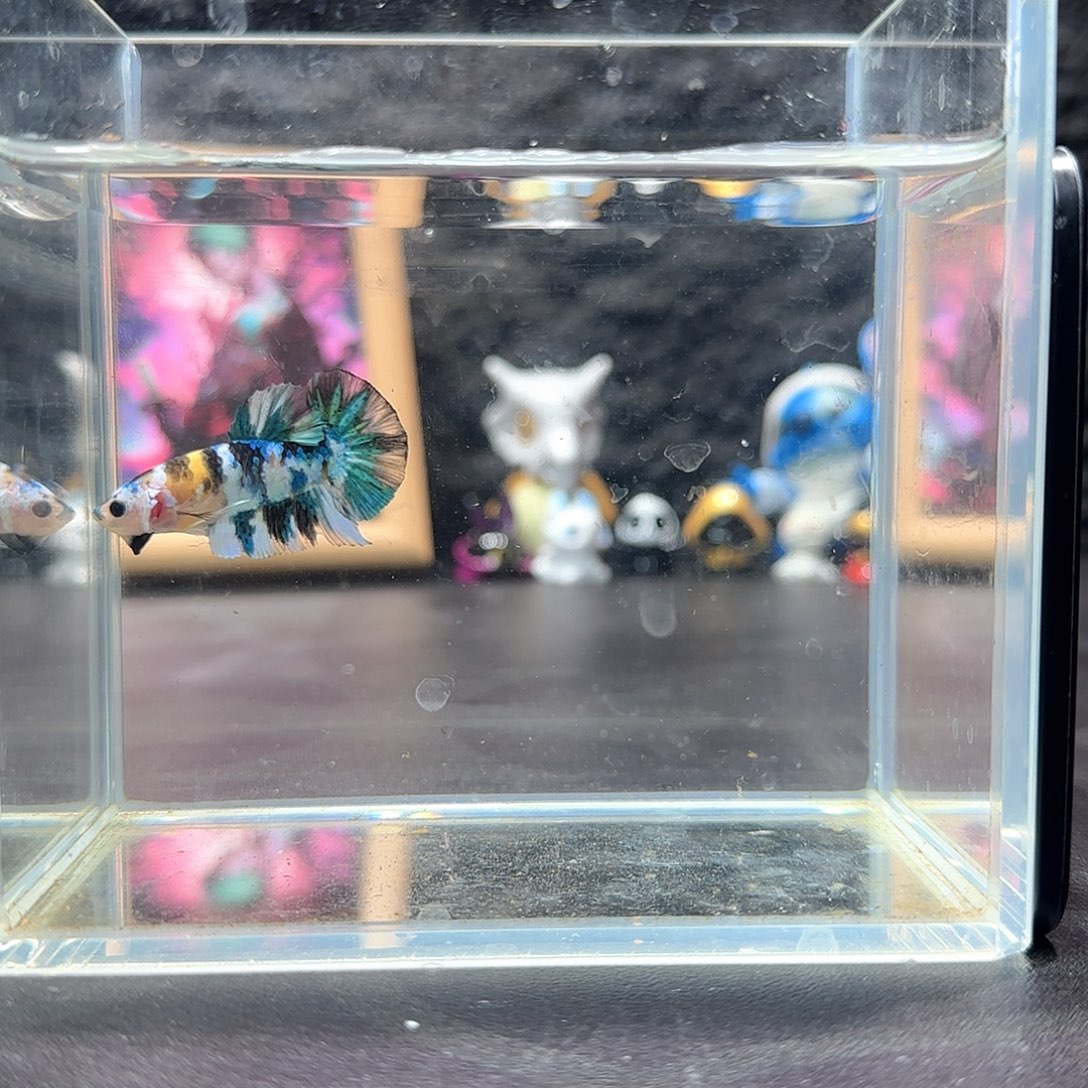 斗鱼十二月二十九号